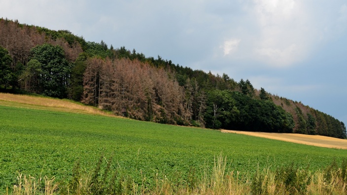 Zukunftssichere und klimastabile Wälder für NRW